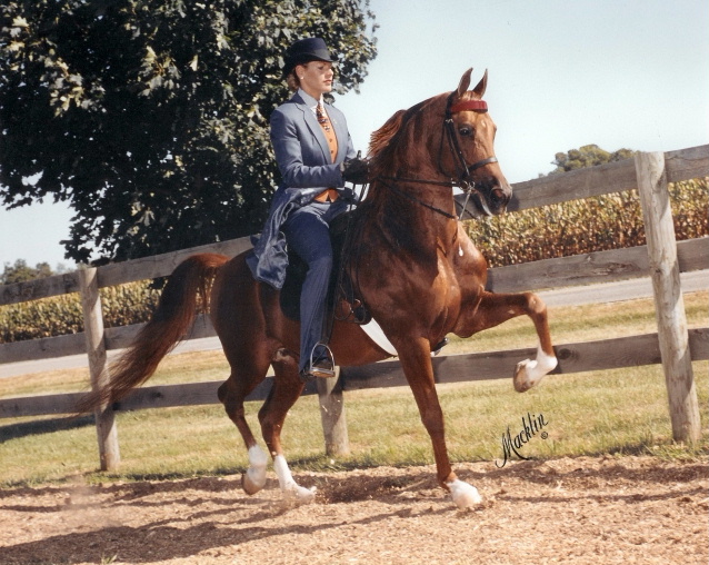 Makash - approved Arabian stallion and champion sire